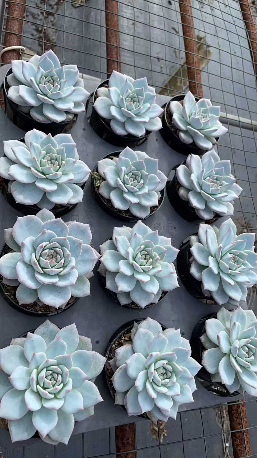 新規オープン記念 ブルーバード×12株 多肉植物 抜き苗 エケベリア