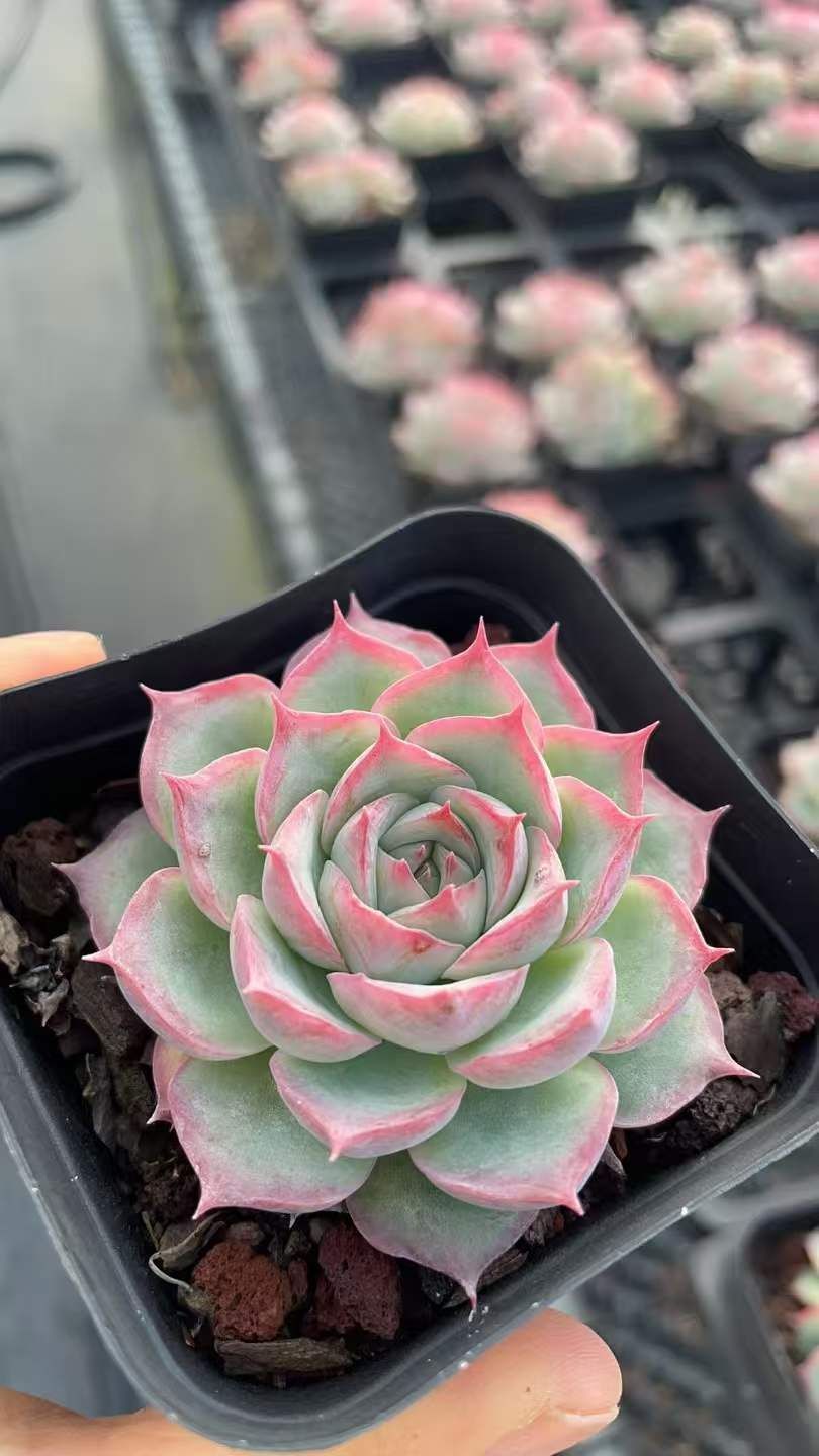 新入荷 粉月影×50株 多肉植物 抜き苗 エケベリア セダム アエオニウム