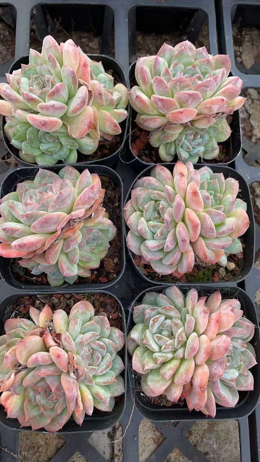 新規オープン記念 雪顔・アイスソール×50株 多肉植物 抜き苗