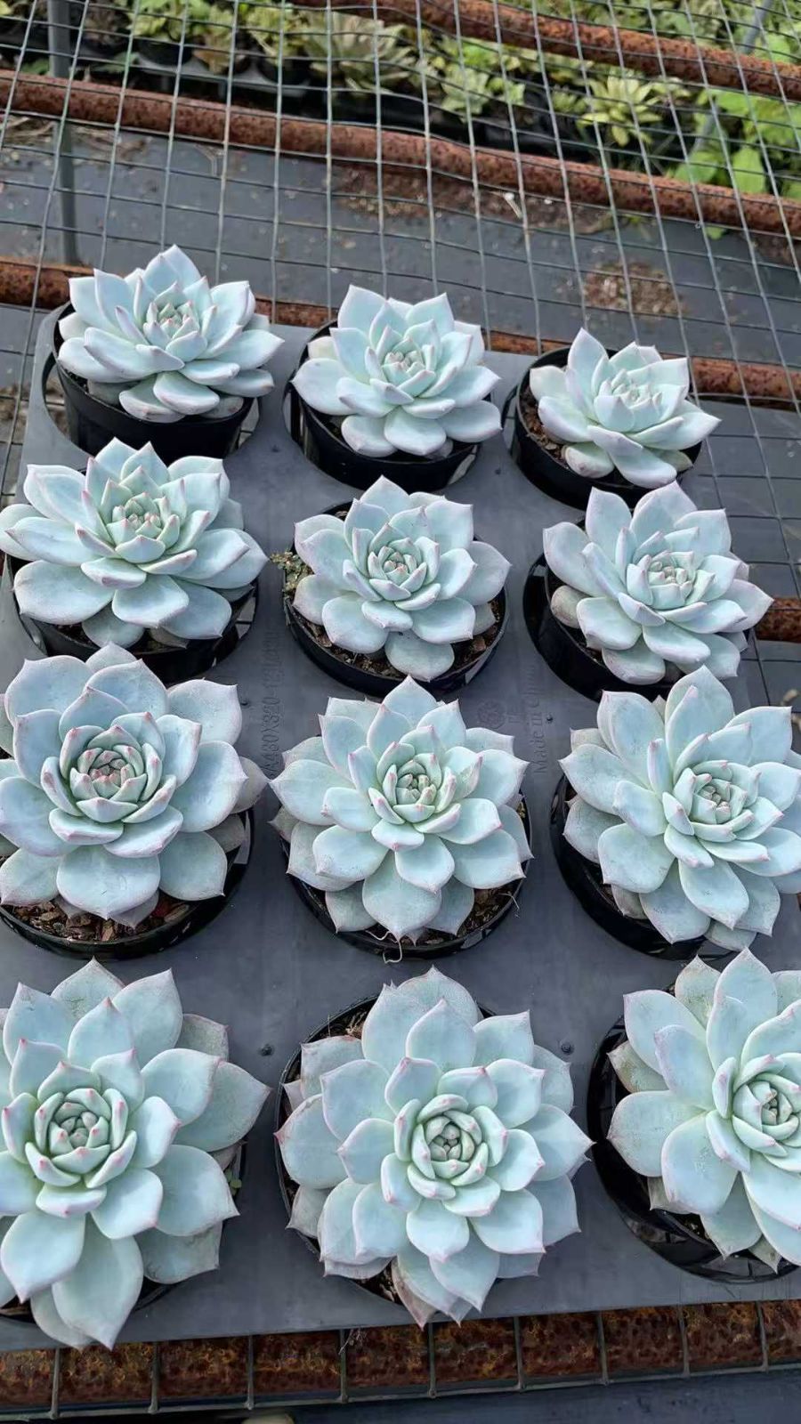 新規オープン記念 ブルーバード×12株 多肉植物 抜き苗 エケベリア