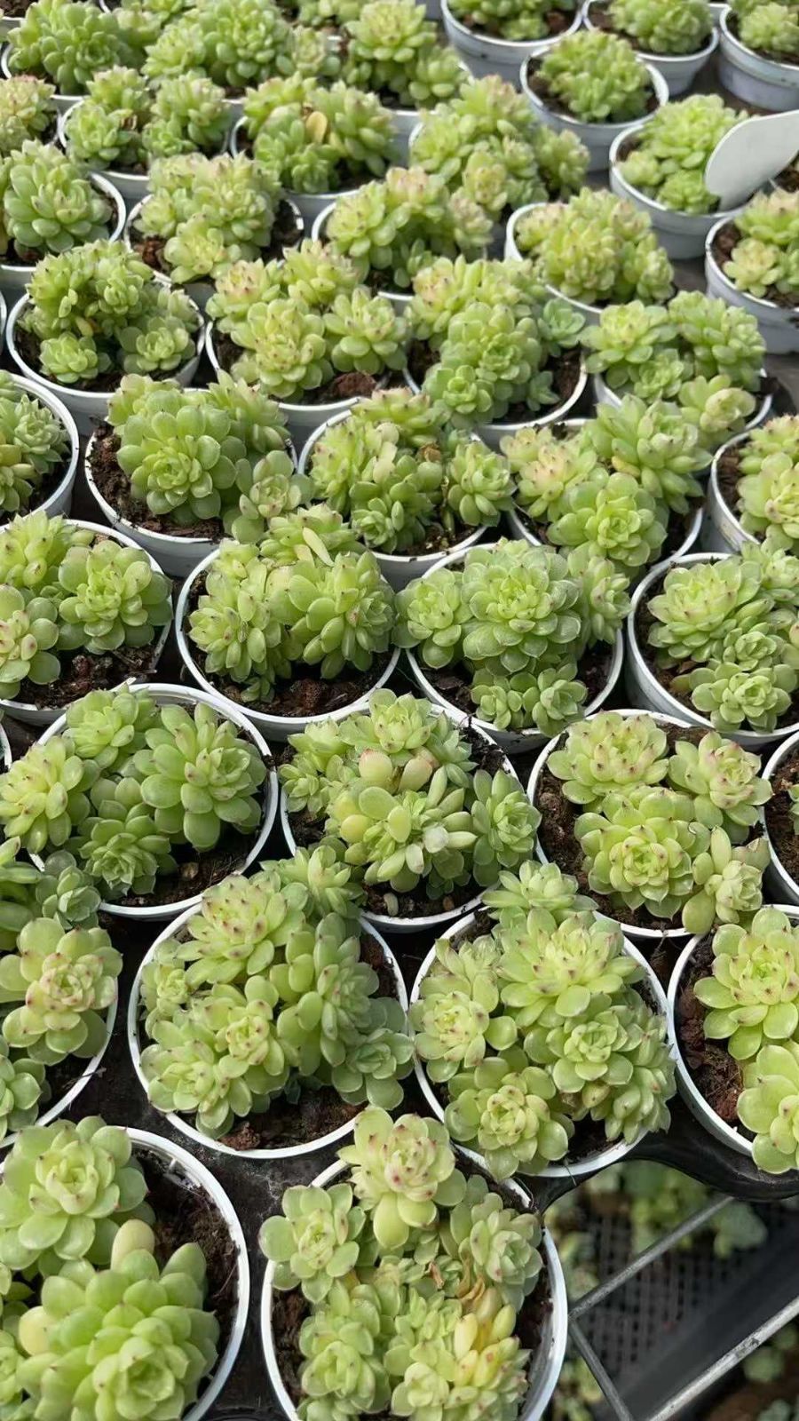 新規オープン記念 浅グリーン・マルガン×24株 多肉植物 抜き苗