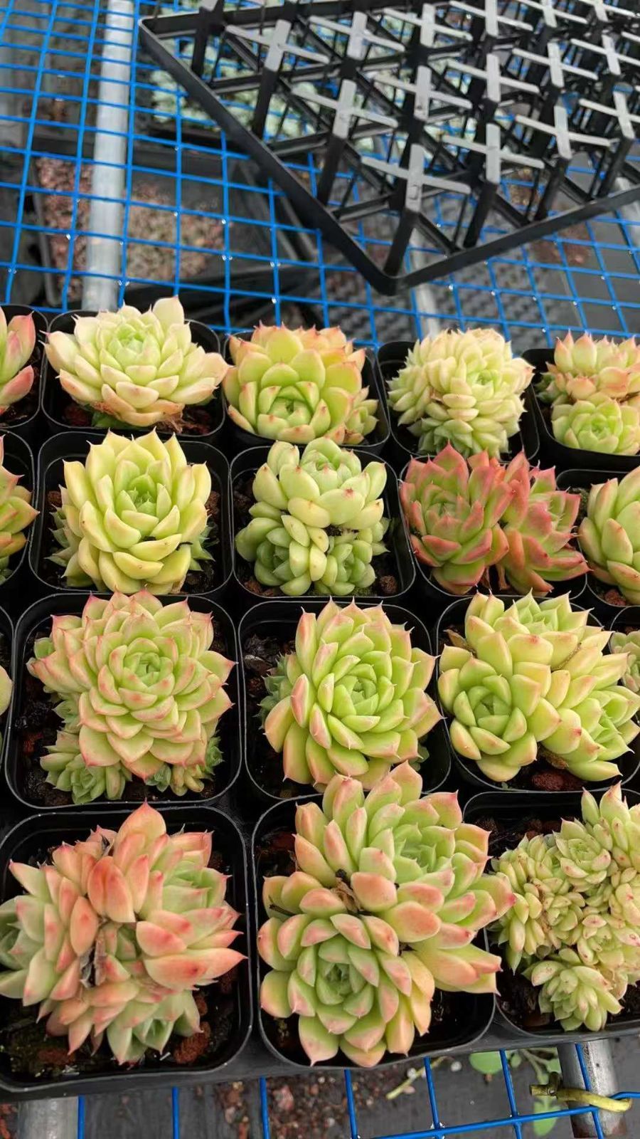 新規オープン記念 マルガン・キャンディー×50株 多肉植物 抜き苗