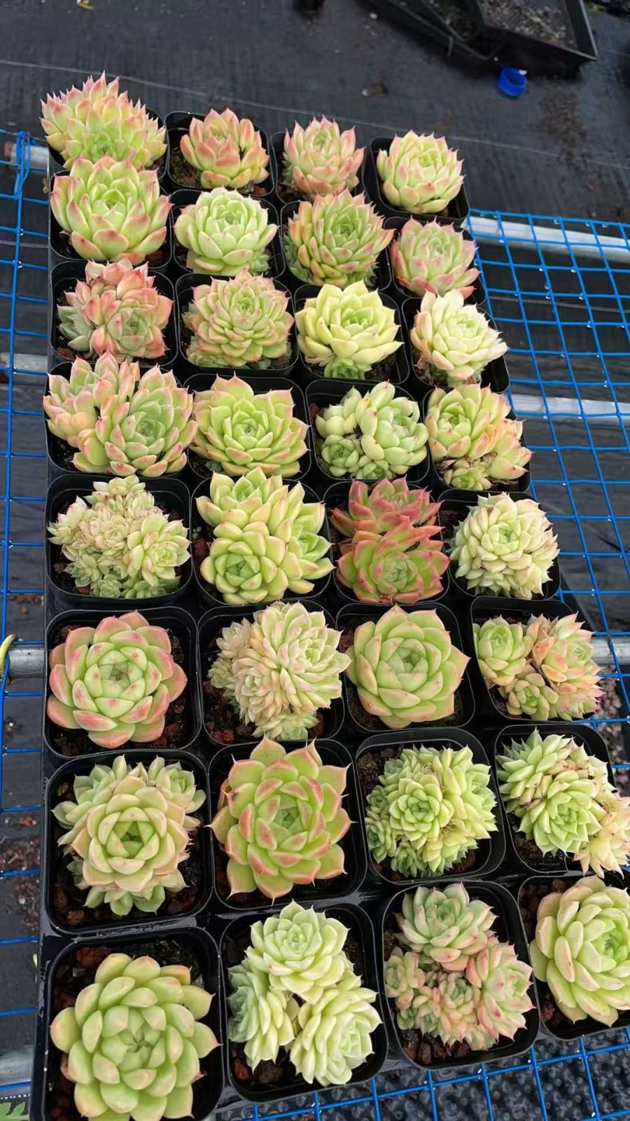 新規オープン記念 マルガン・キャンディー×50株 多肉植物 抜き苗