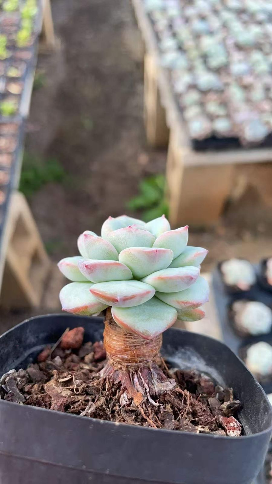 新規オープン記念 最新 アオフェース×50株 多肉植物 抜き苗 エケベリア