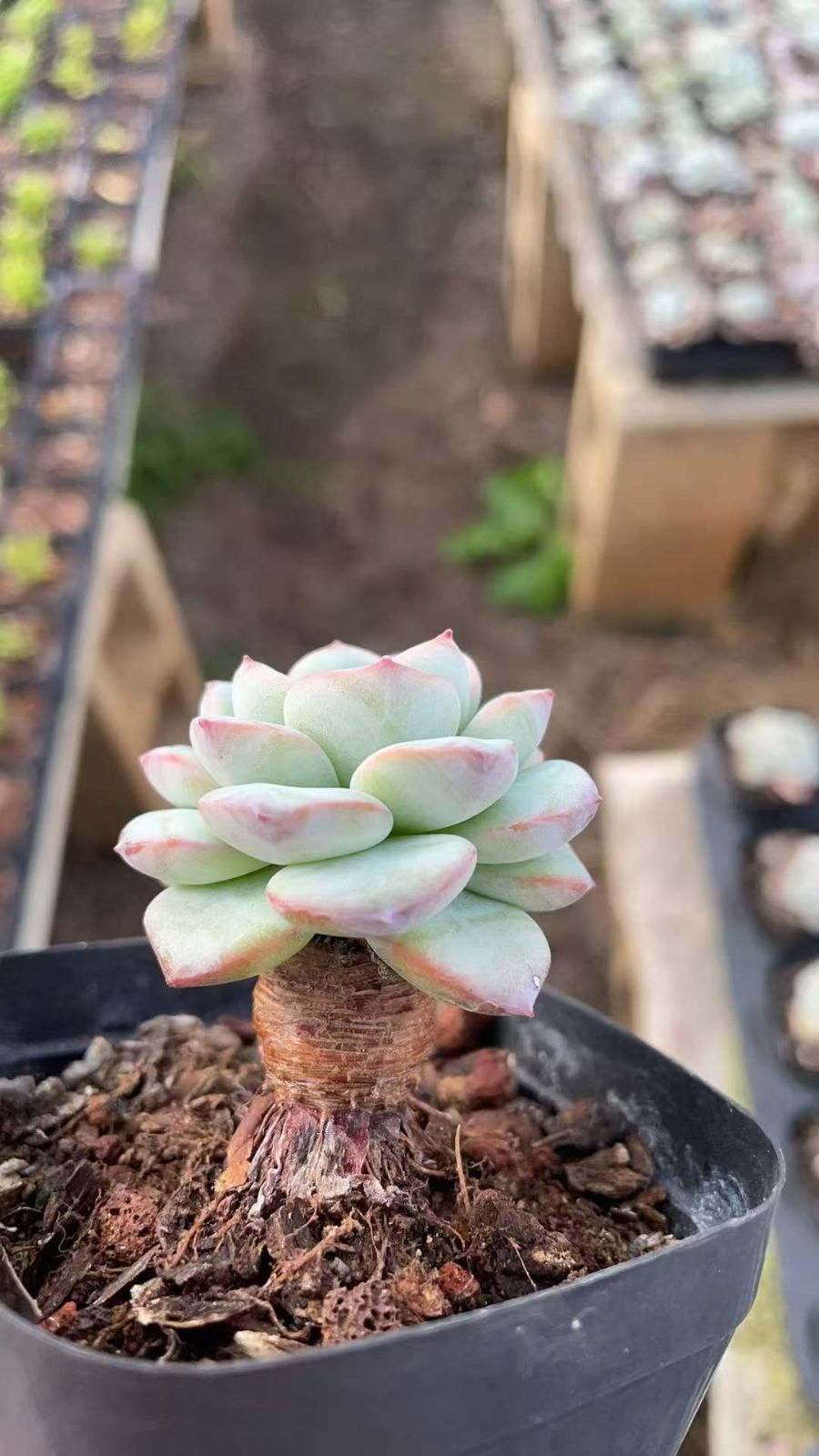 新規オープン記念 最新 アオフェース×50株 多肉植物 抜き苗 エケベリア