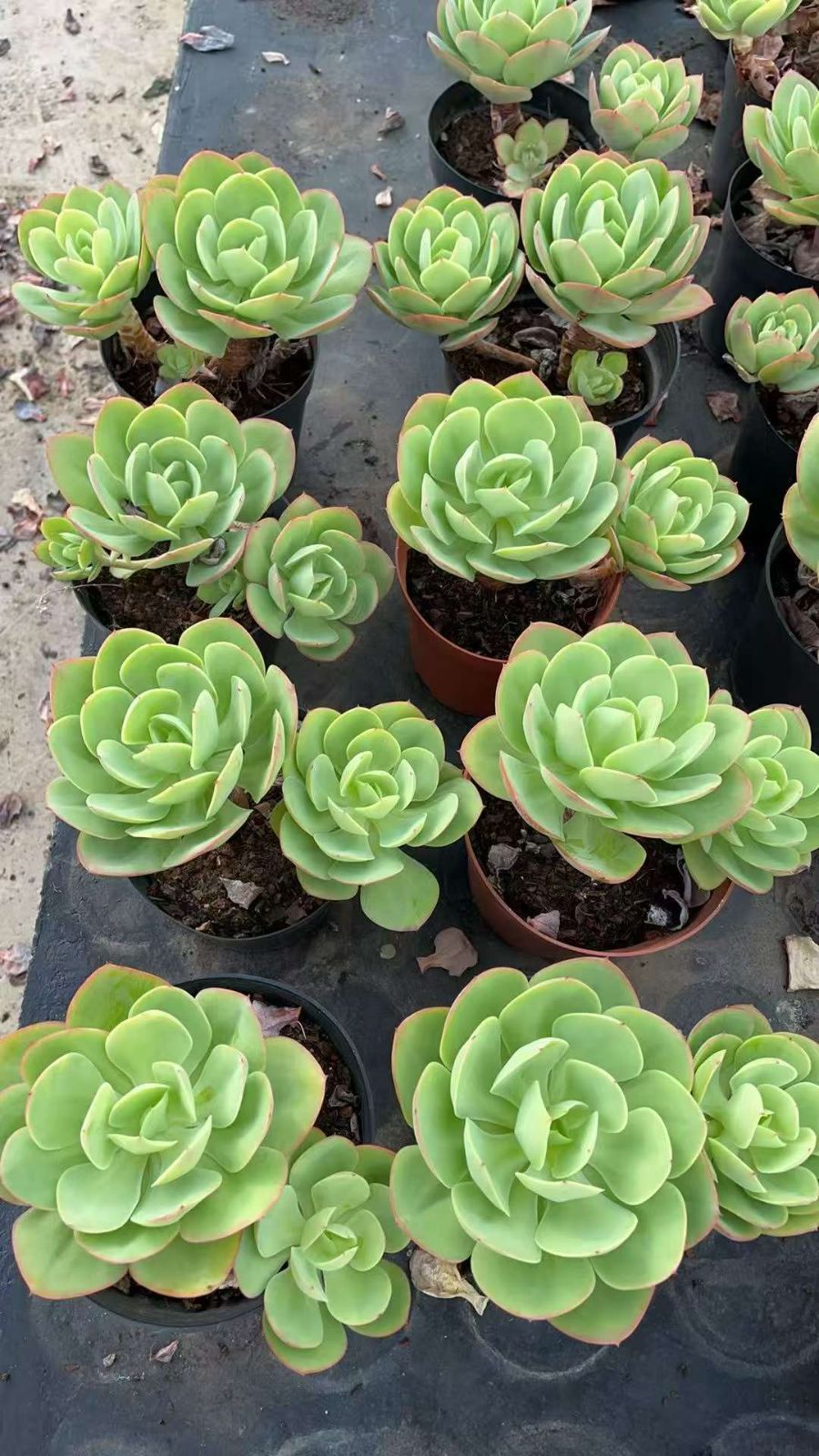 新規オープン記念 アイスラブリーローズ×12株 多肉植物 抜き苗