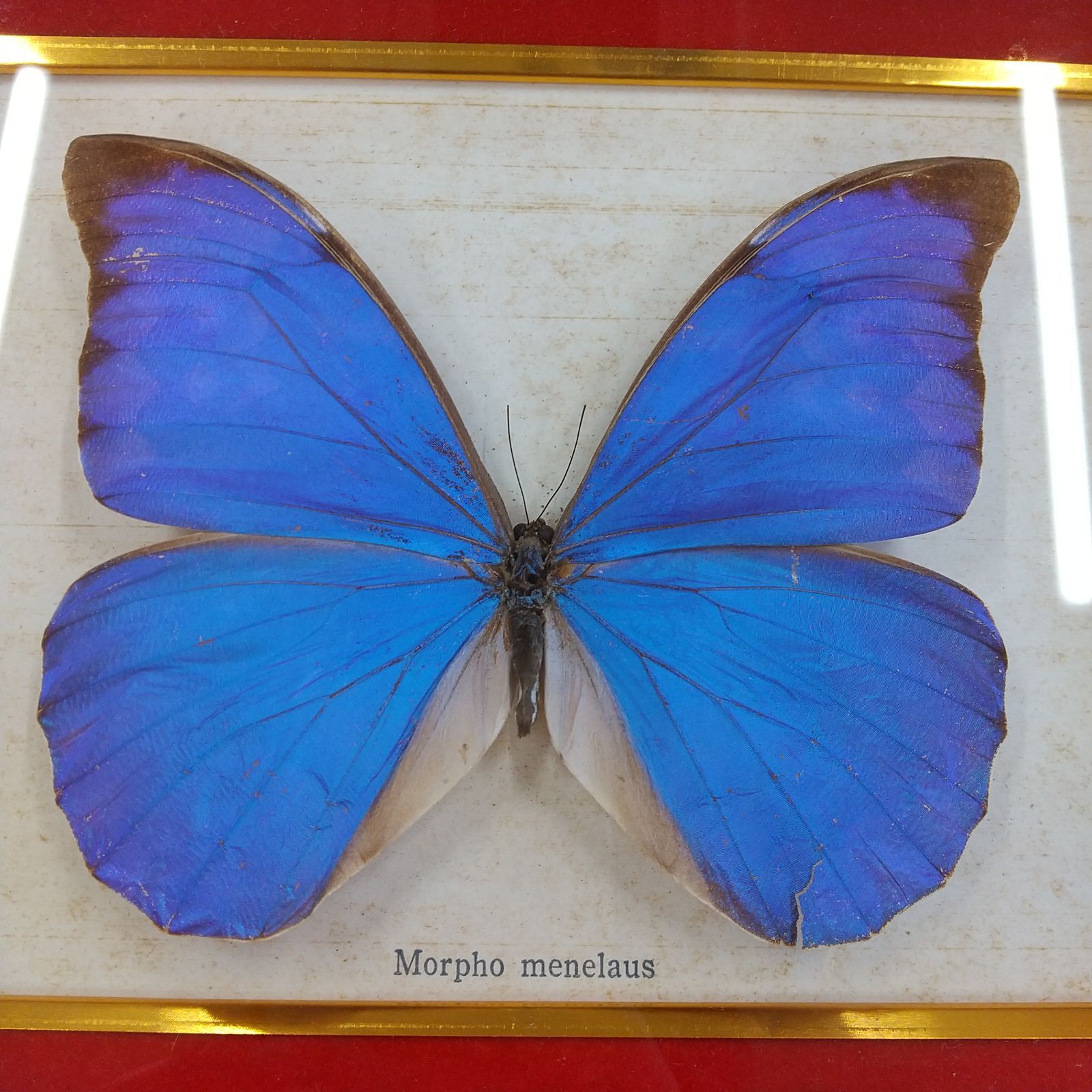 メネラウスモルフォ Morpho menelaus 標本 - メルカリ