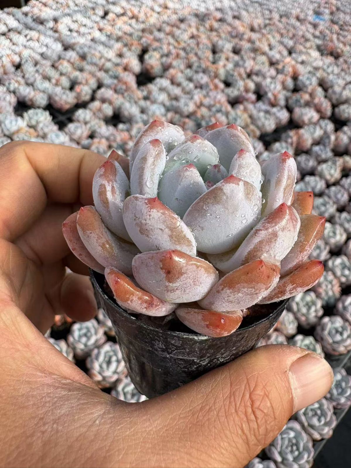 オープン記念セール オレンジモンロー単頭 50株 抜き苗 美苗