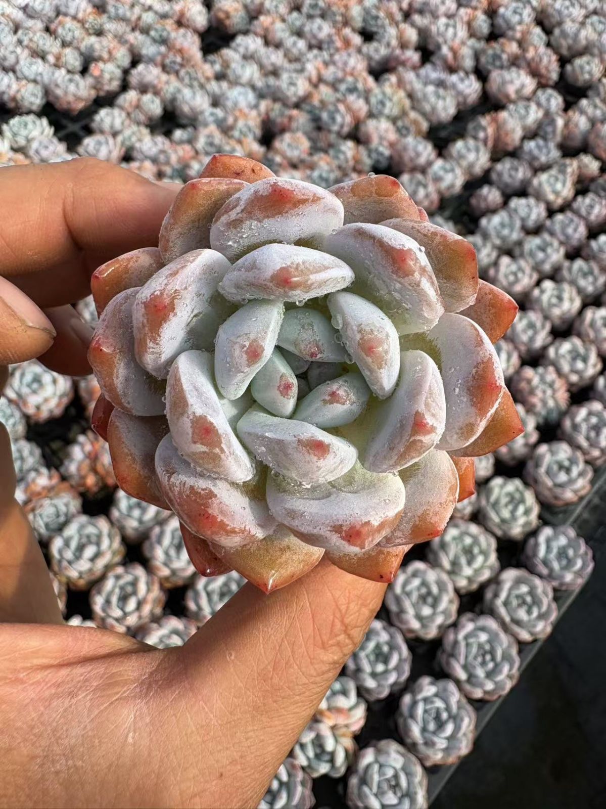 105株 D448-4多肉植物 エケベリアオレンジモンロー サボテン 観葉植物