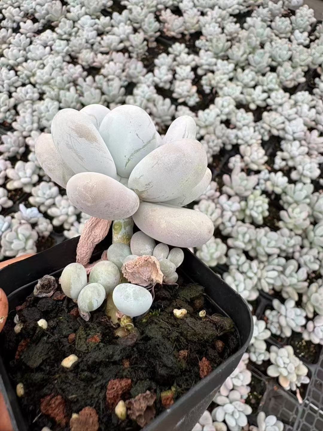 オープン記念セール ミルクティー 50株 抜き苗 美苗 エケベリア 多肉