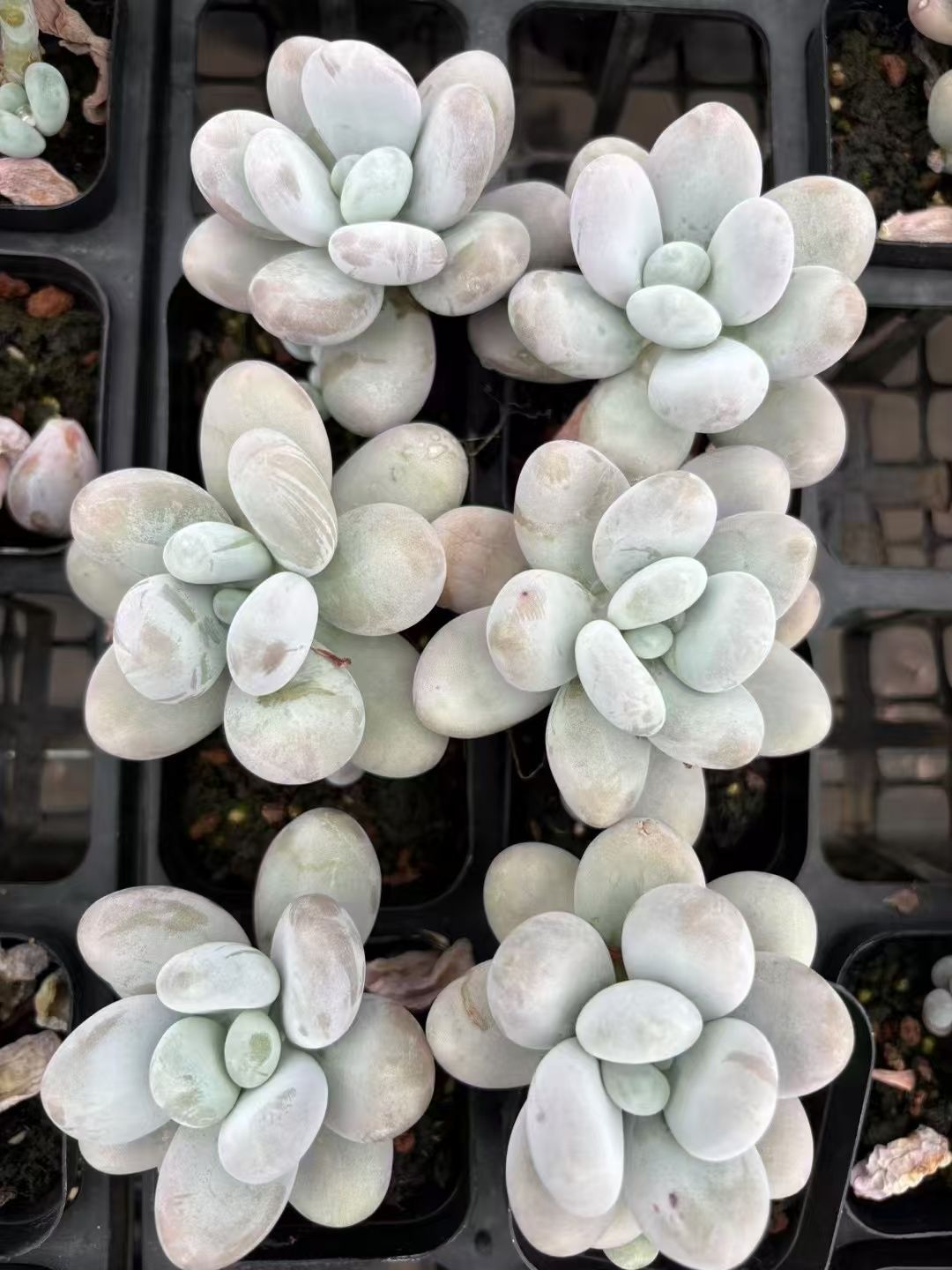 オープン記念セール ミルクティー 50株 抜き苗 美苗 エケベリア 多肉