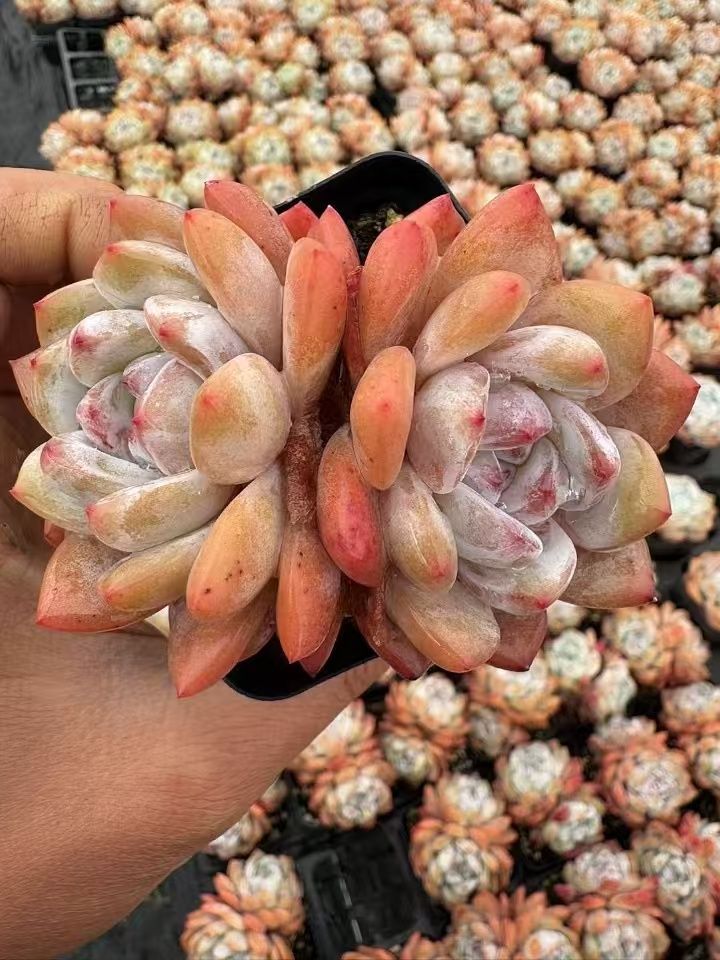 オープン記念セール オレンジモンロー2頭 50株 抜き苗 美苗 エケベリア