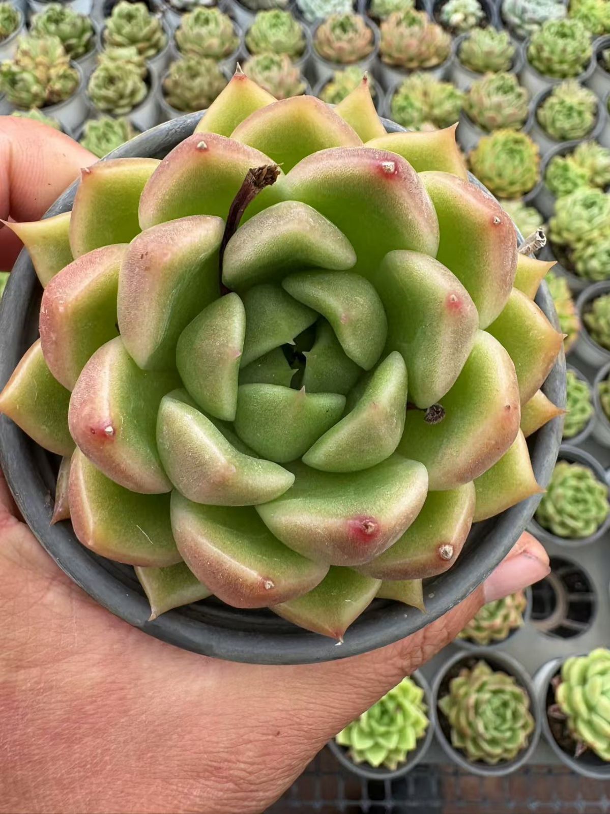 オープン記念セール グリーンローズ 36株 抜き苗 美苗 エケベリア 多肉