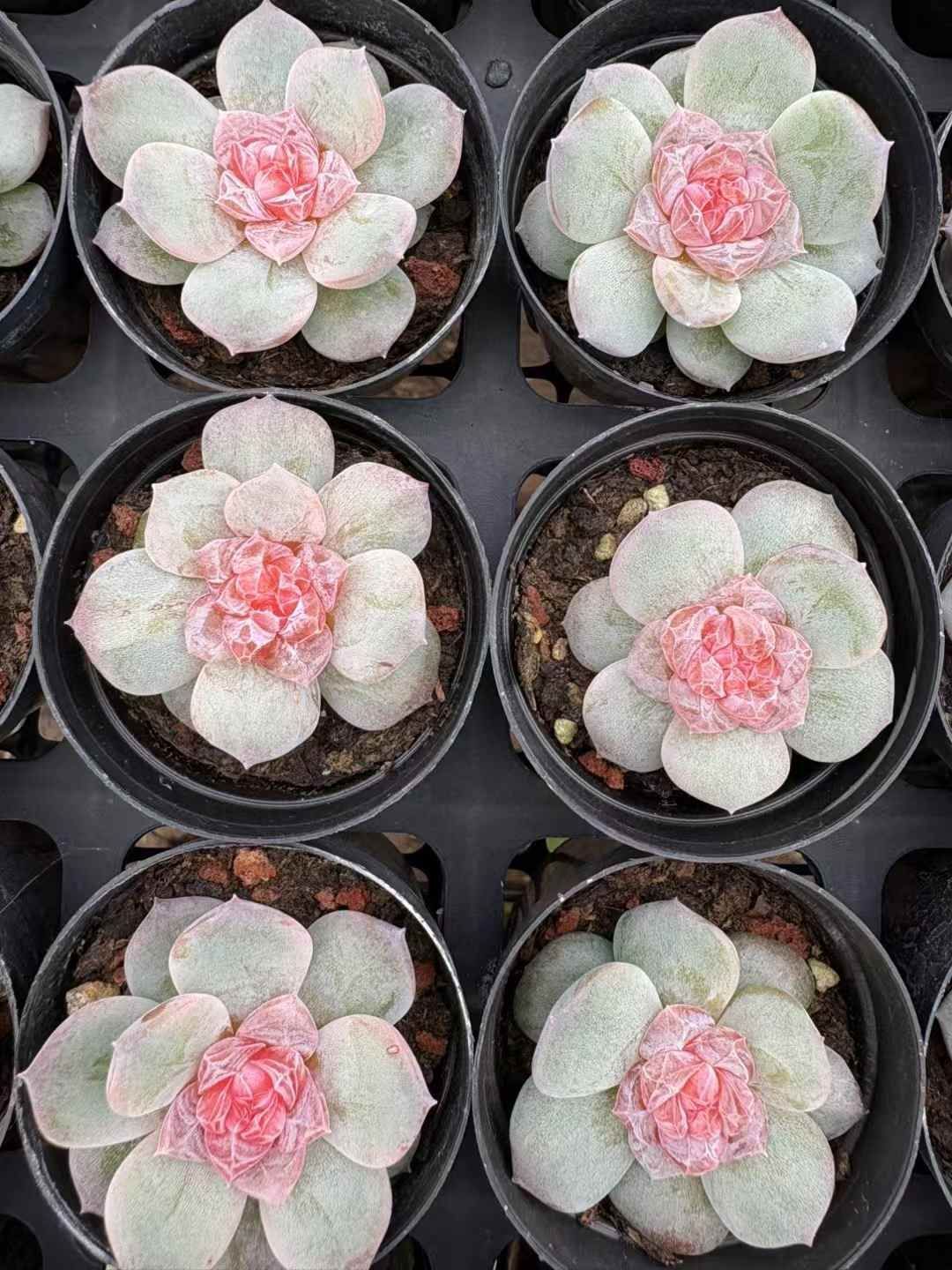 オープン記念セール ピンク飴心 50株 抜き苗 美苗 オンライン