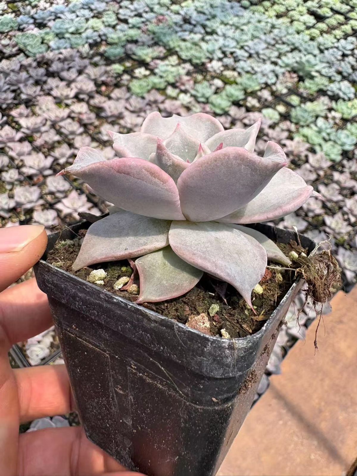 オープン記念セール マディバ 50株 抜き苗 美苗 エケベリア 多肉植物