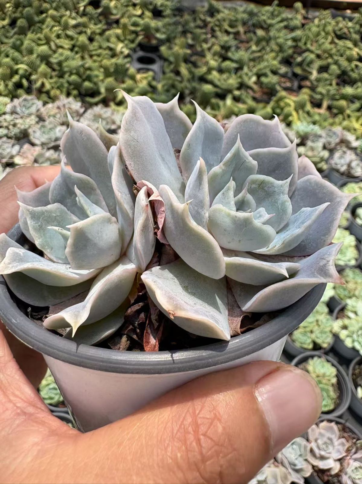 オープン記念セール ルナレン(多頭) 36株 抜き苗 美苗 エケベリア 多肉