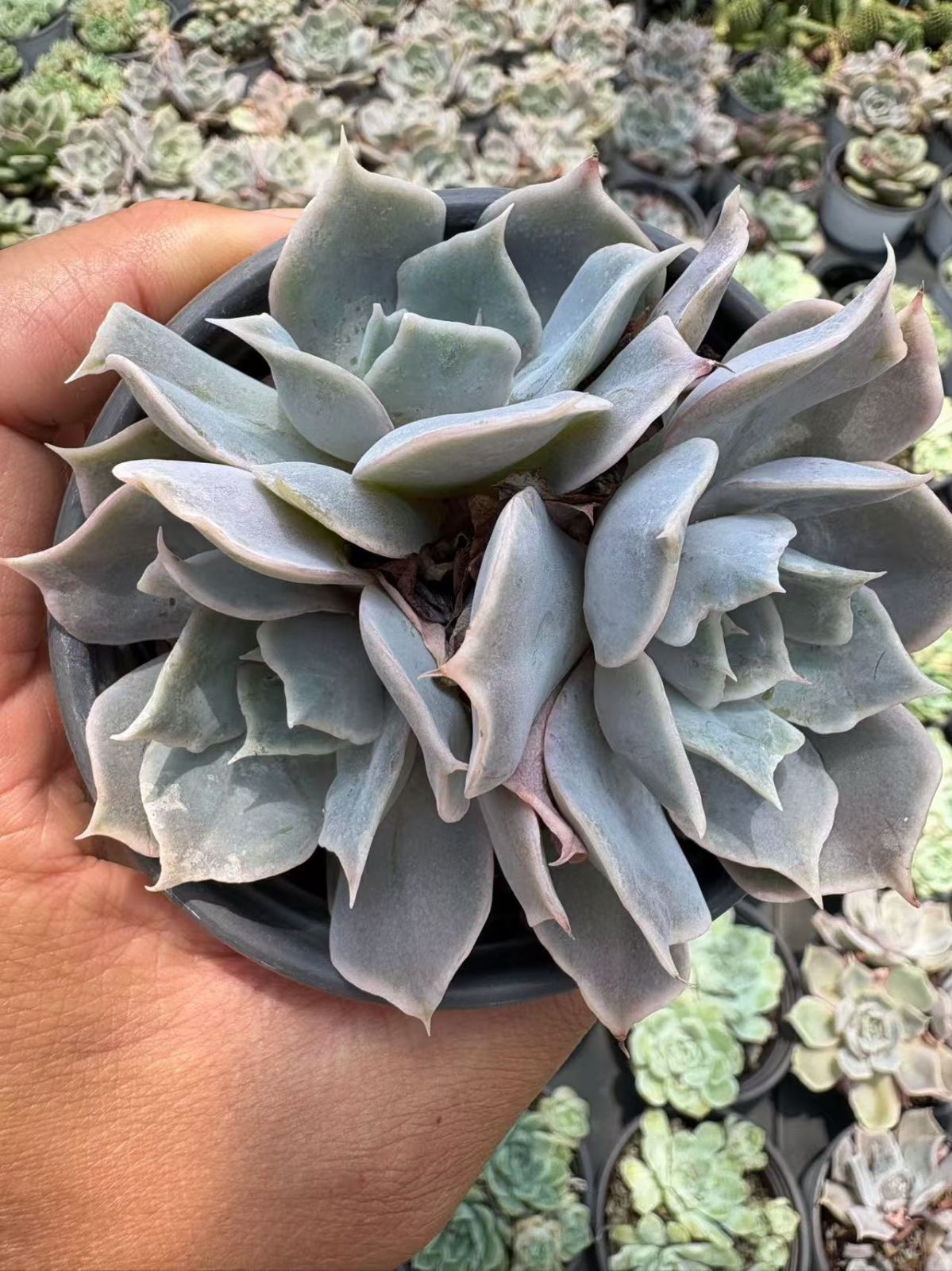 オープン記念セール ルナレン(多頭) 36株 抜き苗 美苗 エケベリア 多肉