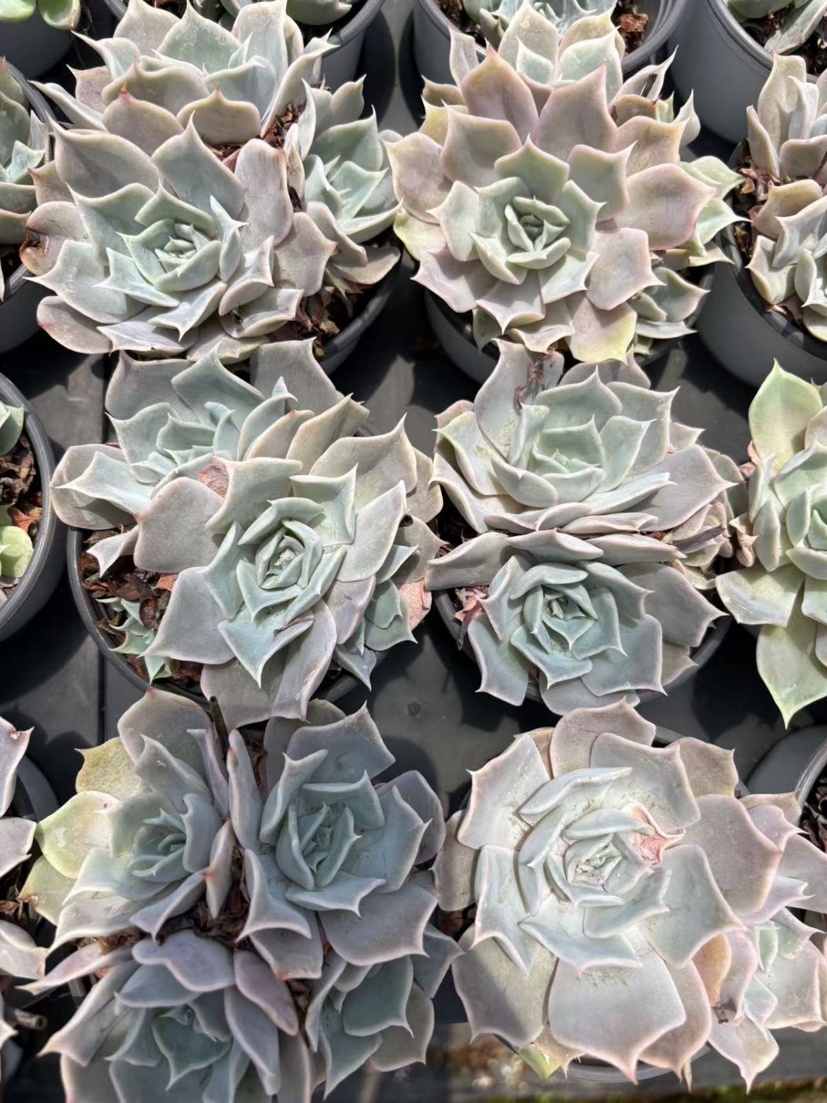 ①多肉植物【ルナレン】2苗セット　抜き苗 エケベリア ①多肉植物【ルナレン】2苗セット 抜き苗 エケベリア