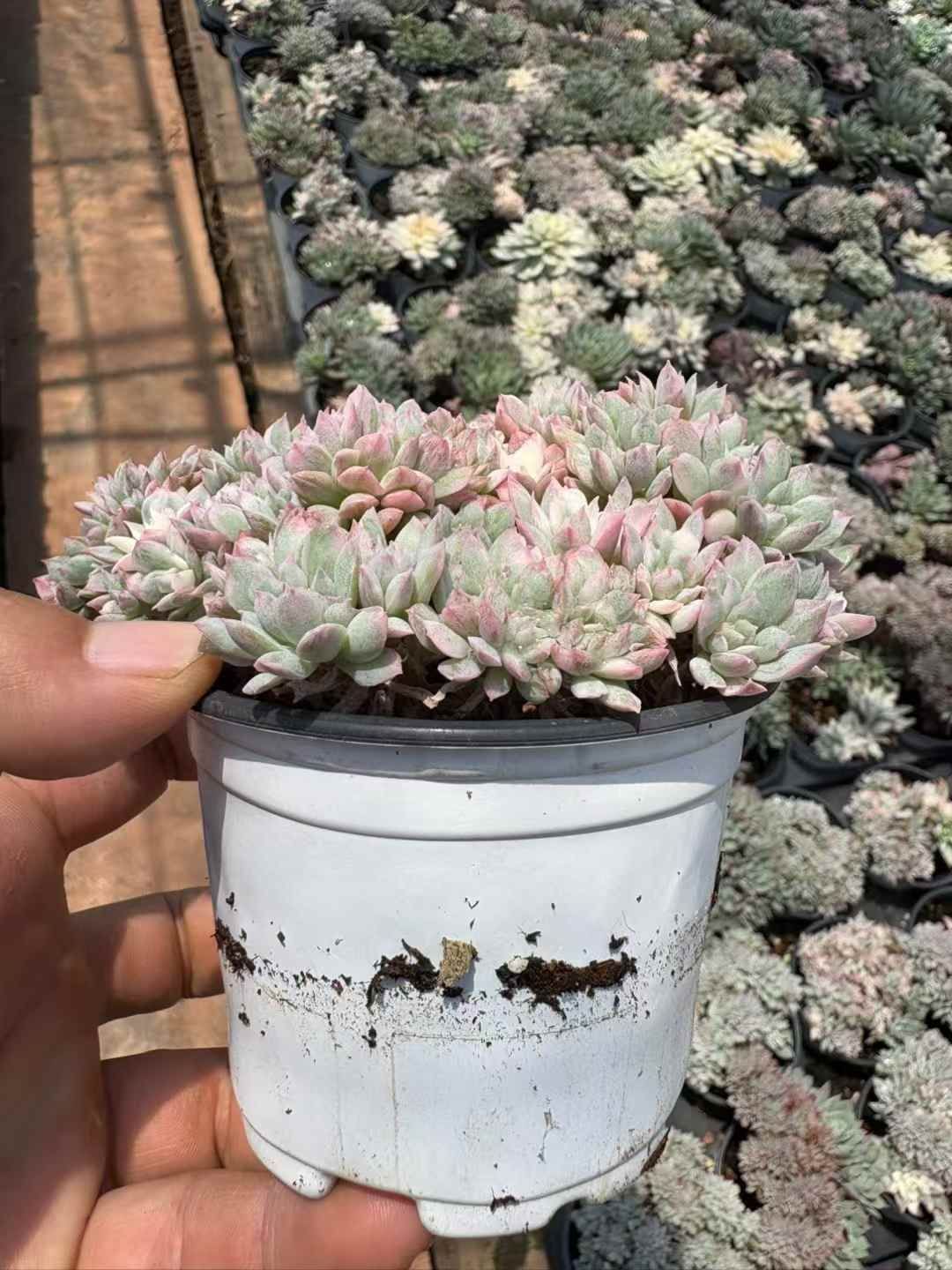 割引 オープン記念セール ブラッドブリアナ錦石化 18株 抜き苗 美苗