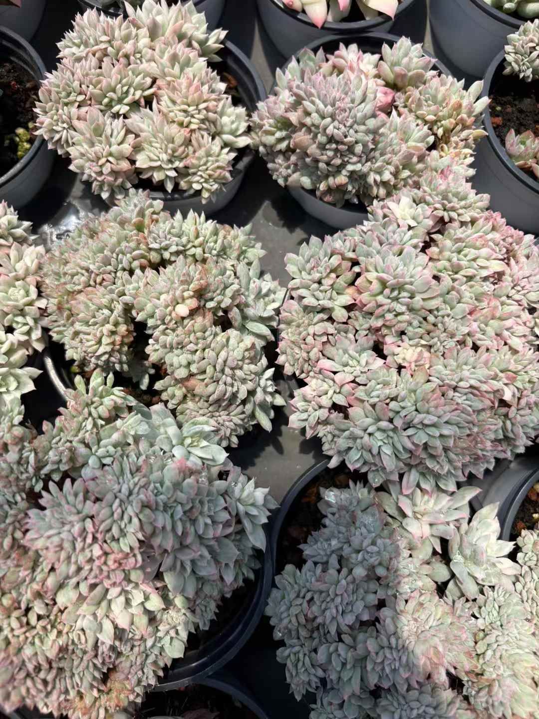 割引 オープン記念セール ブラッドブリアナ錦石化 18株 抜き苗 美苗