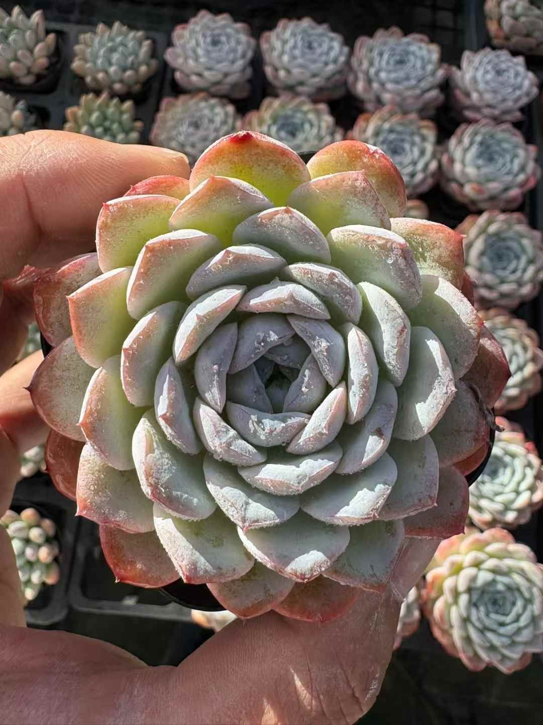 WW2 イタリア軍 第44歩兵師団「クレモナ」＆ 最新 南イタリア軍