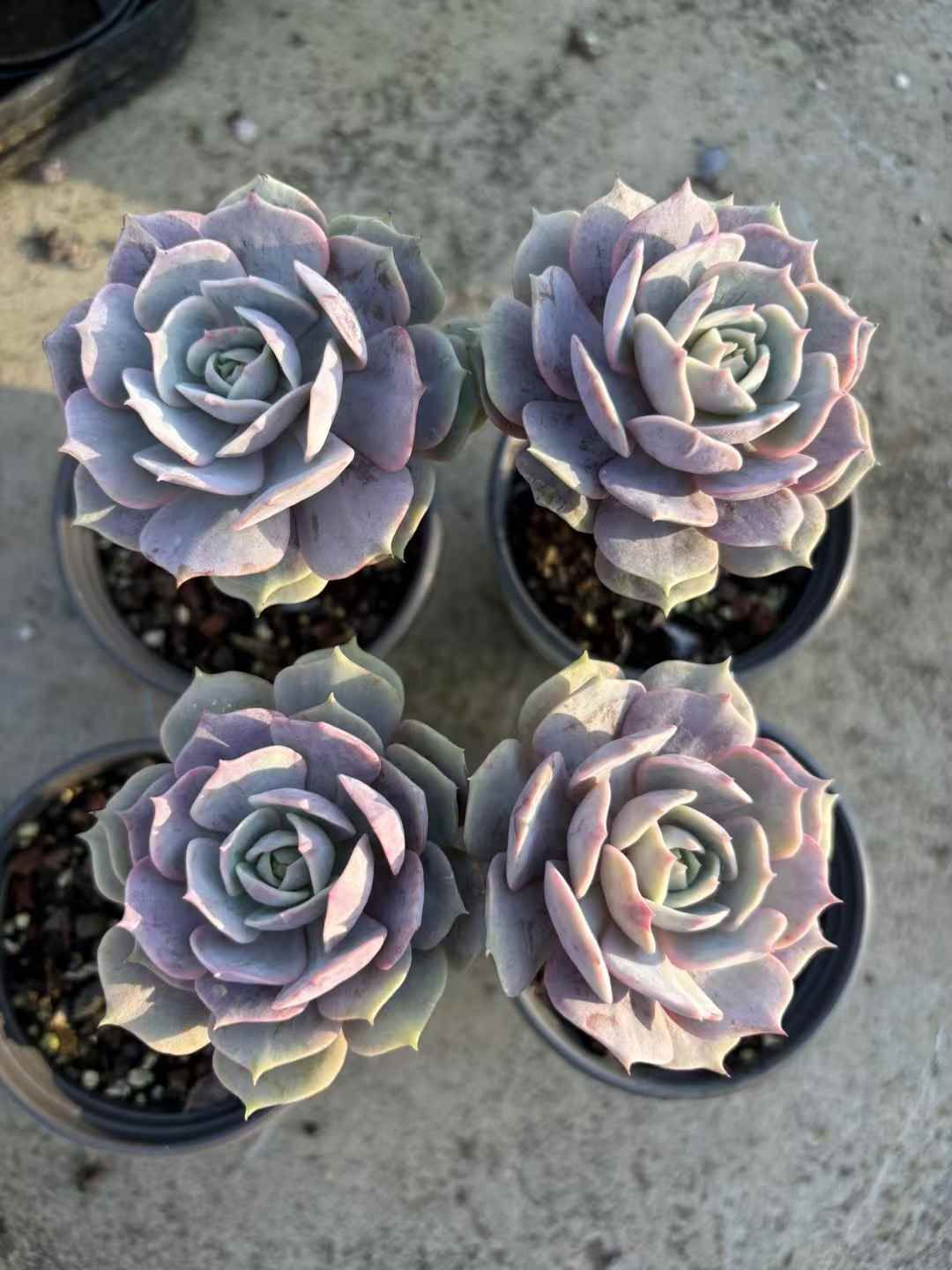 オープン記念セール ルナレン・老木 50株 抜き苗 美苗 エケベリア 多肉