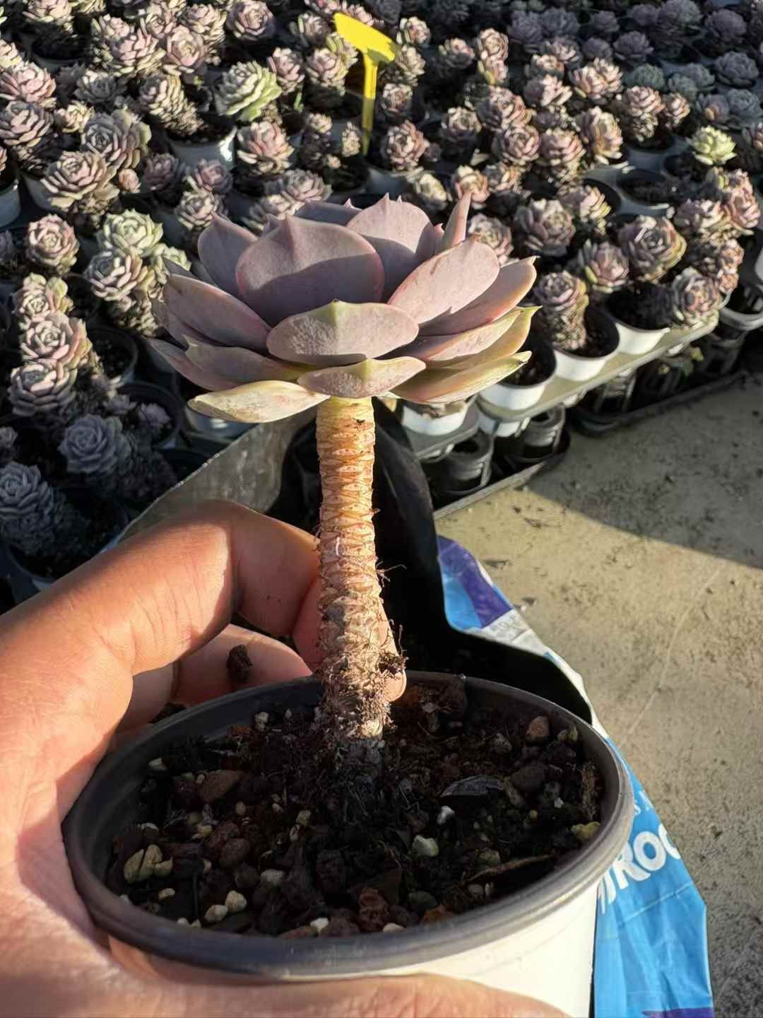 オープン記念セール ルナレン・老木 50株 抜き苗 美苗 エケベリア 多肉