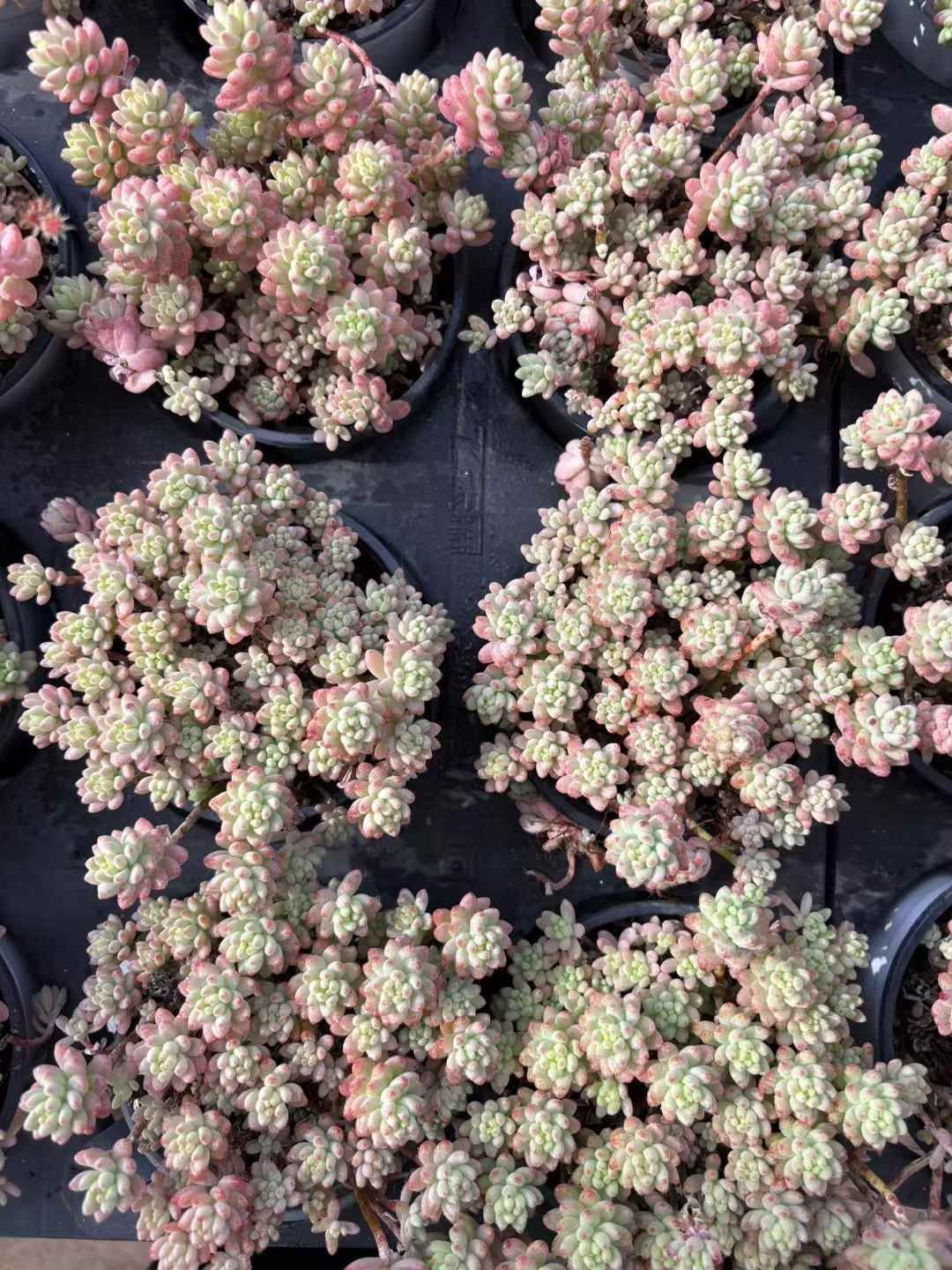 オープン記念セール 花団錦 18株 抜き苗 美苗 エケベリア 多肉植物