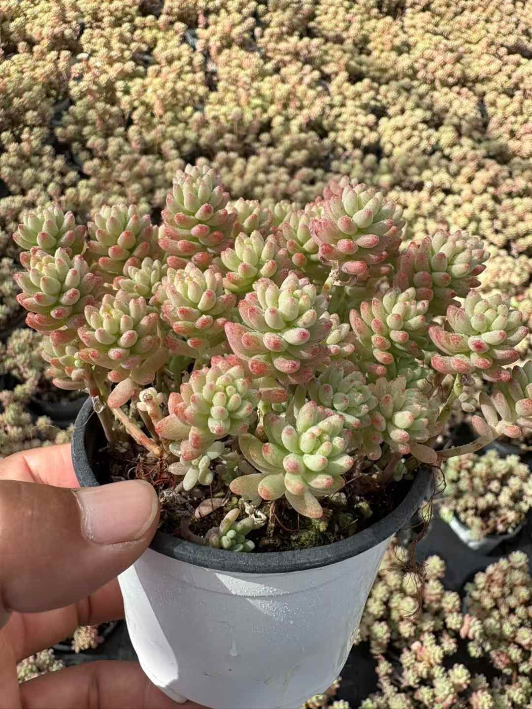 オープン記念セール 花団錦 18株 抜き苗 美苗 エケベリア 多肉植物