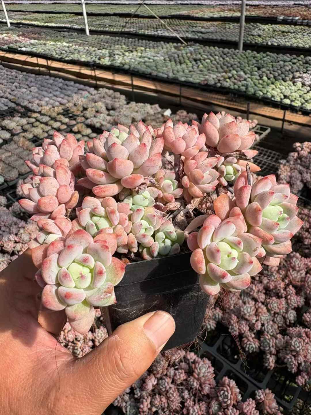 オープン記念セール プーチピンク 販売 32株 抜き苗 美苗 エケベリア