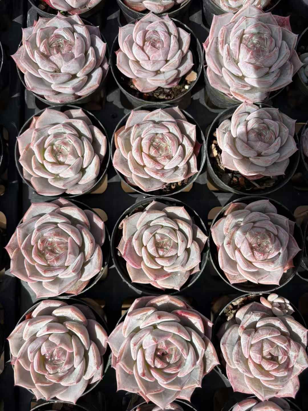 オープン記念 パープルクリスタル 50株 抜き苗 美苗 エケベリア 多肉植物 佐川発送 XJB 697