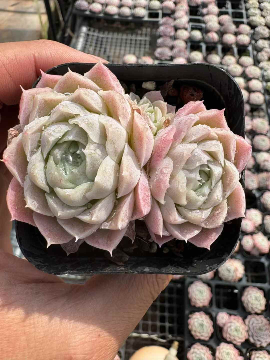 オープン記念 白月影 50株 抜き苗 美苗 エケベリア 多肉植物 佐川発送 XJB 699