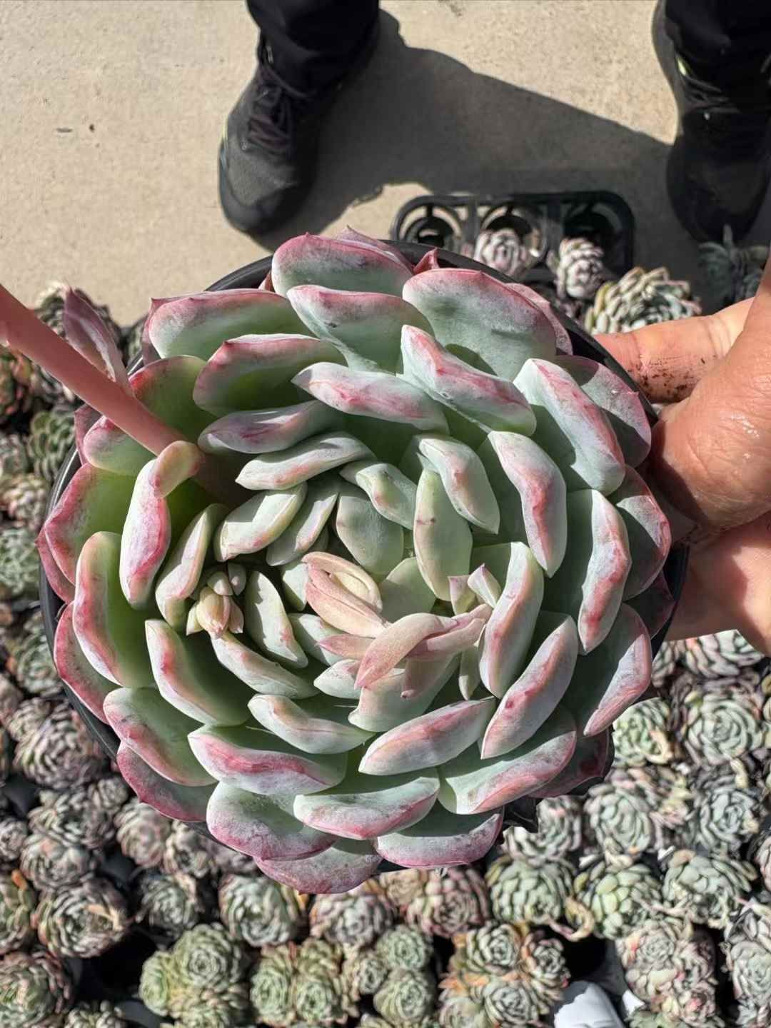 オープン記念 ムーンシェッド 50株 抜き苗 美苗 エケベリア 多肉植物 佐川発送 XJB 703