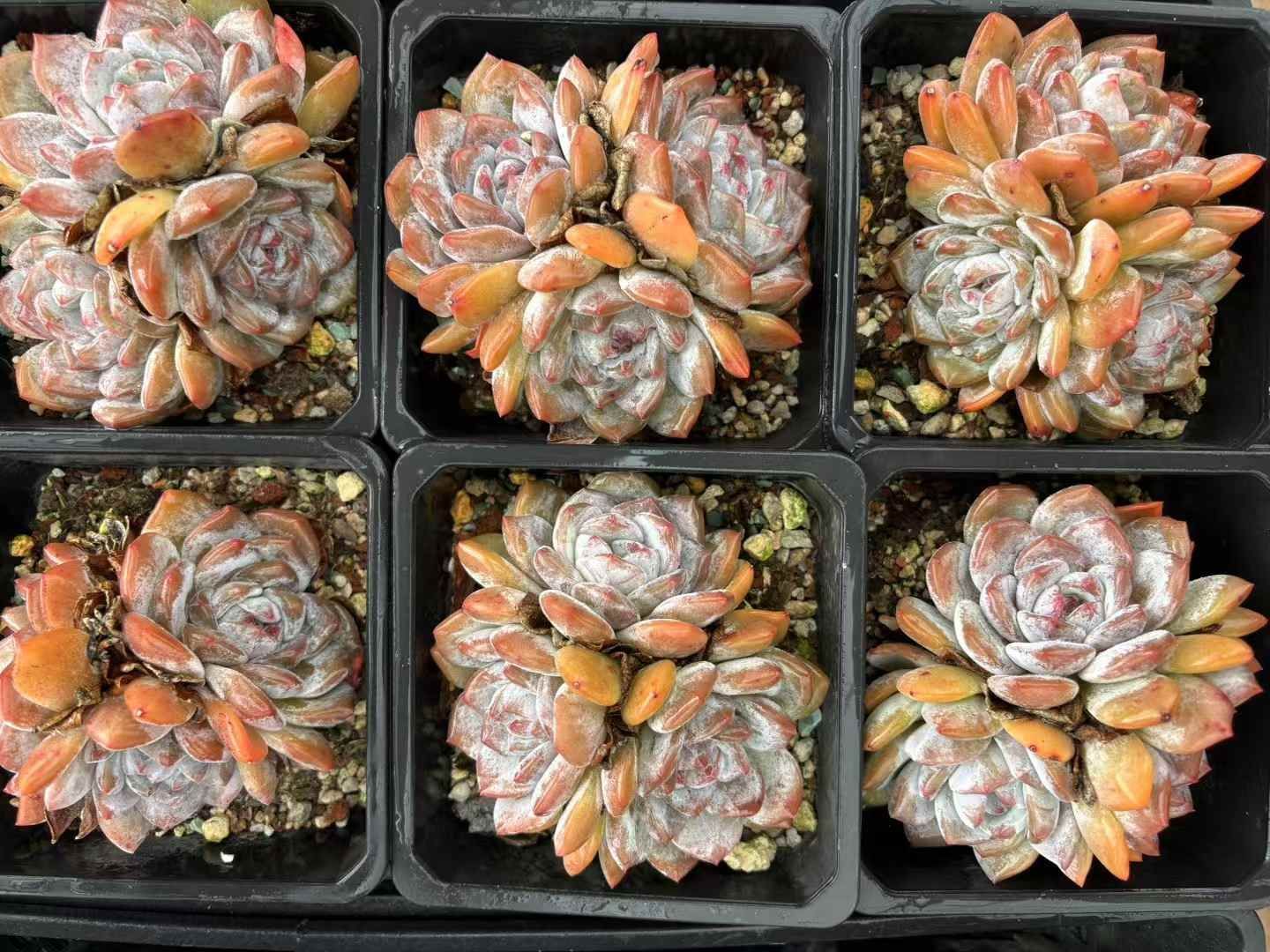 オープン記念 モンロー群生 24株 抜き苗 美苗 エケベリア 多肉植物 佐川発送 XJB 708