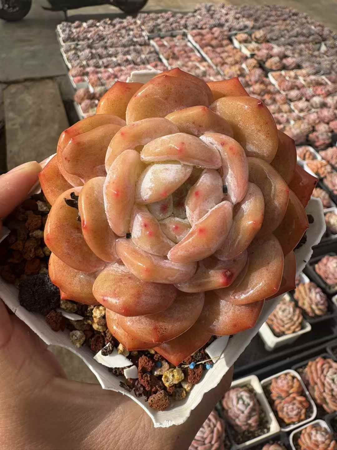 オープン記念 モンロー 24株 抜き苗 美苗 エケベリア 多肉植物 佐川発送 XJB 711