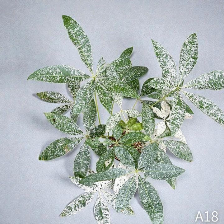 パキラ ミルキーウェイ 四箇所接木仕立て｜約65cm｜5号鉢｜無機質用土