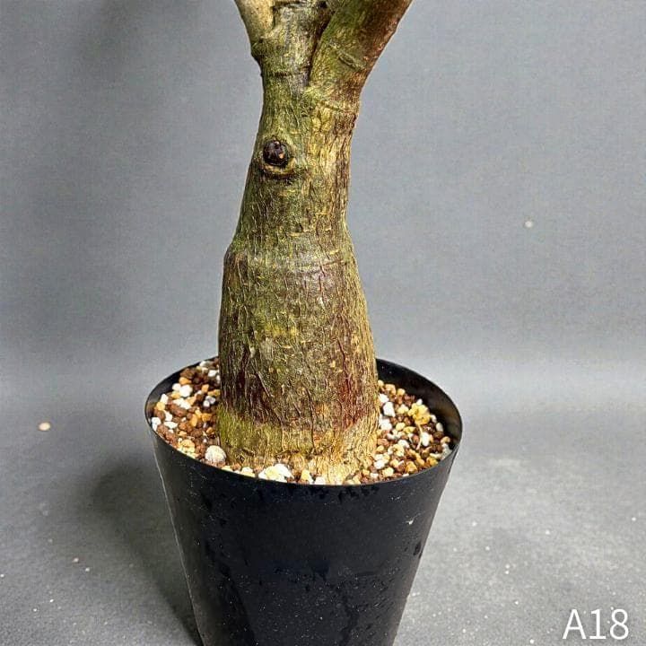 パキラ ミルキーウェイ 四箇所接木仕立て｜約65cm｜5号鉢｜無機質用土