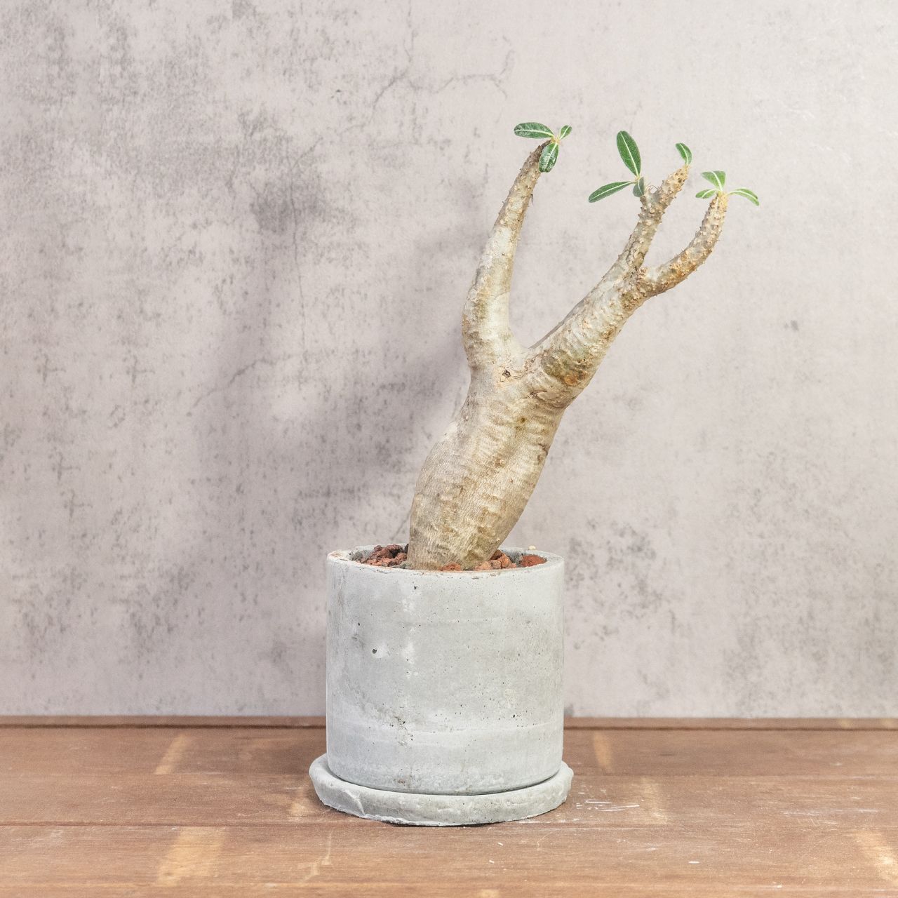 送料無料／パキポディウム・マカイエンセ｜やさしい曲線と伸びやかな枝