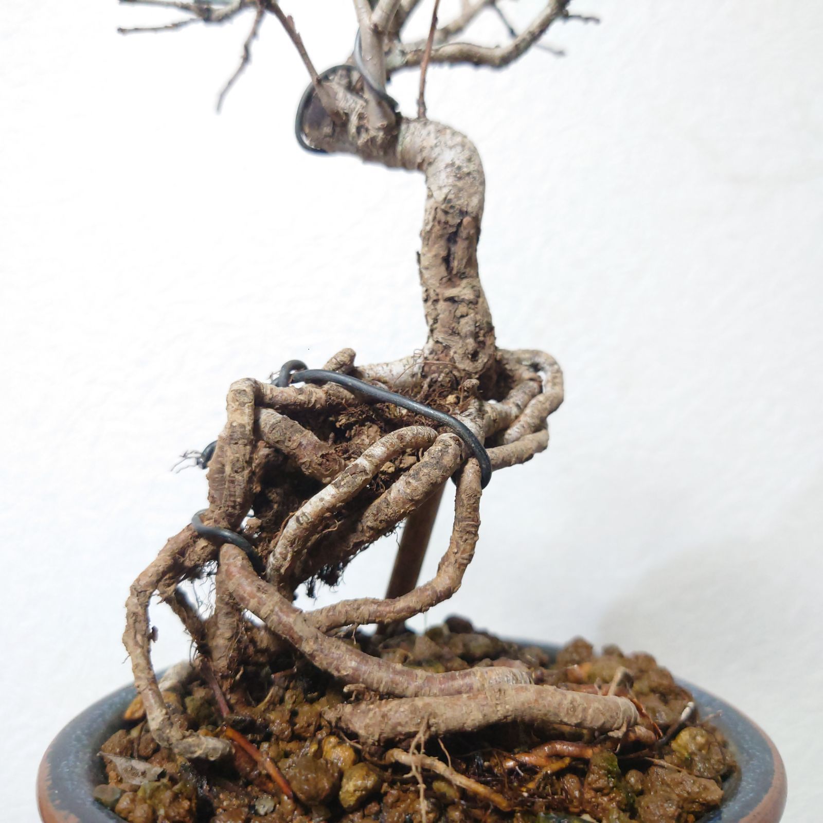 盆栽 サンザシ 白花 - メルカリ