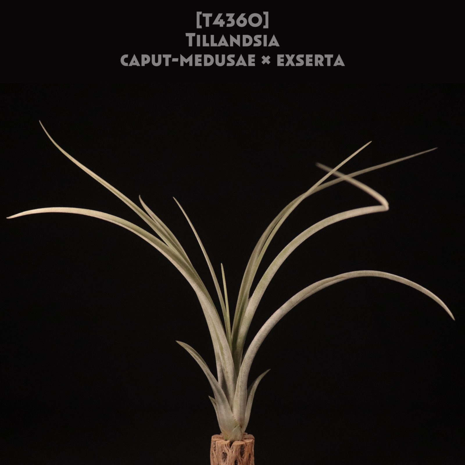 caput medusae exserta〔エアプランツ〕現品発送T 4360 planeplants