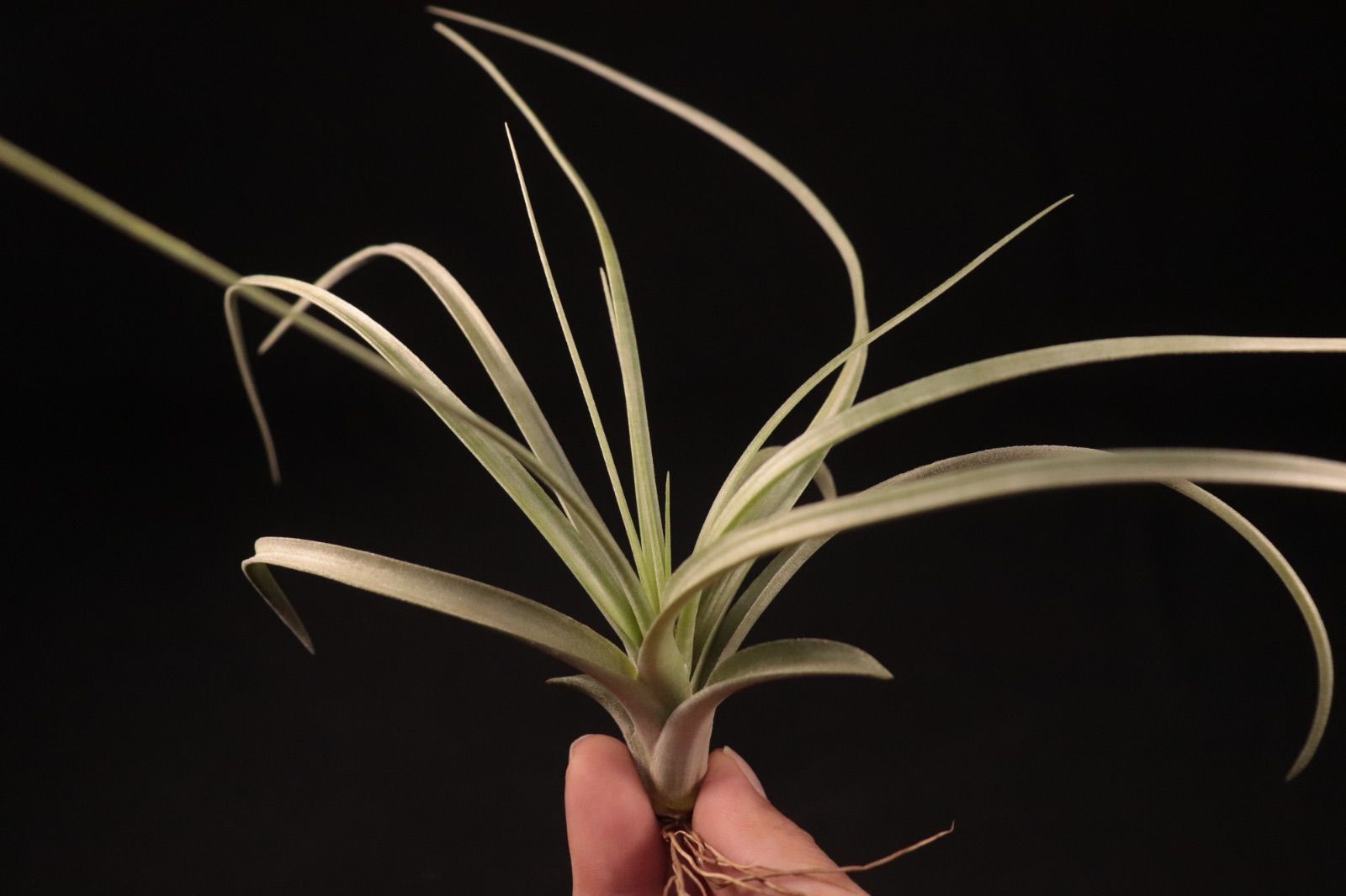 送料無料】exserta x roland-gosselinii〔エアプランツ〕現品発送T4374