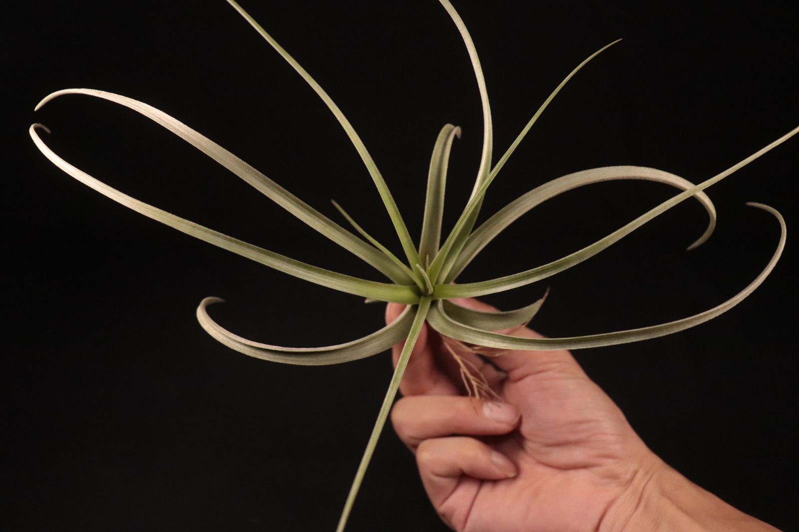 送料無料】exserta x roland-gosselinii〔エアプランツ〕現品発送T4374