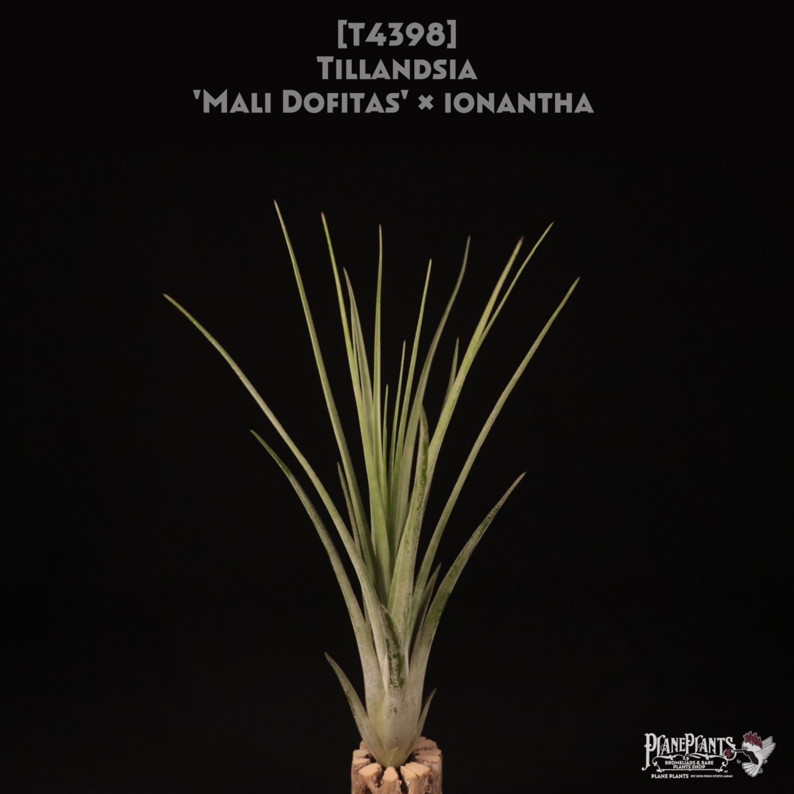 Mali Dofitas x ionantha〔エアプランツ〕現品発送T 4398 planeplants
