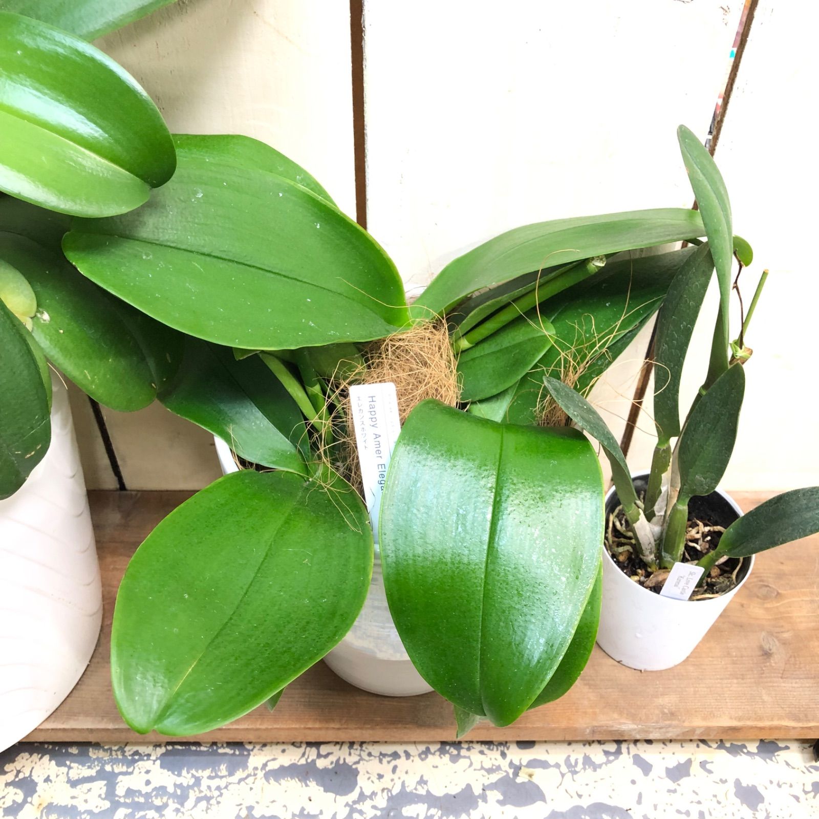 胡蝶蘭・ミディ胡蝶蘭苗とカトレア苗鉢なし6株セット来季用 - メルカリ