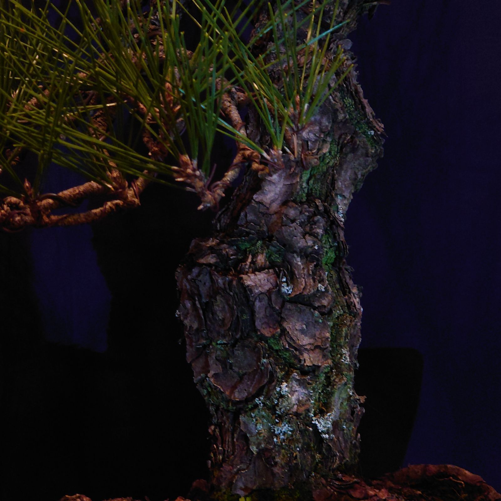 盆栽 黒松 文人 盆栽 黒松 文人 - メルカリ