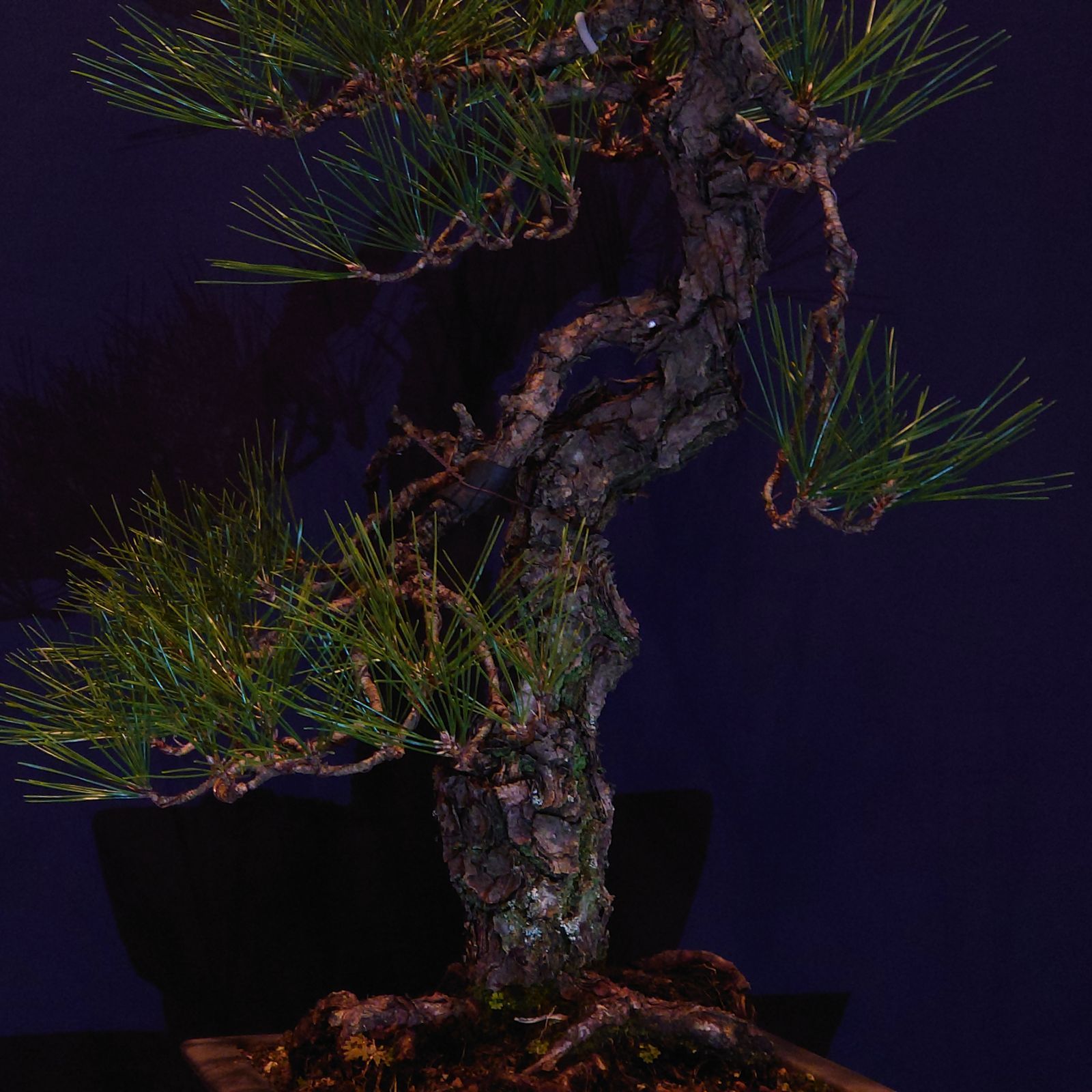 盆栽 黒松 文人 - メルカリ