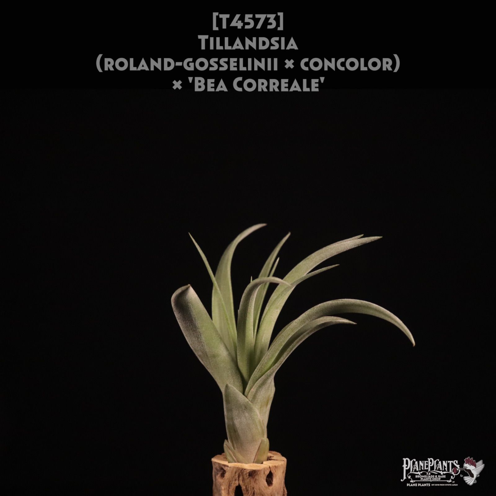 roland gosselinii concolor Bea Correale 〔エアプランツ〕現品発送T 4573 planeplants