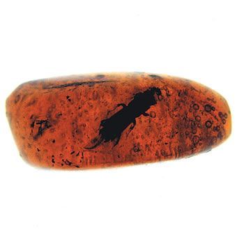 貴重な1点物!!☆虫入り琥珀（ルース）幅：約14mm※拡大写真付き