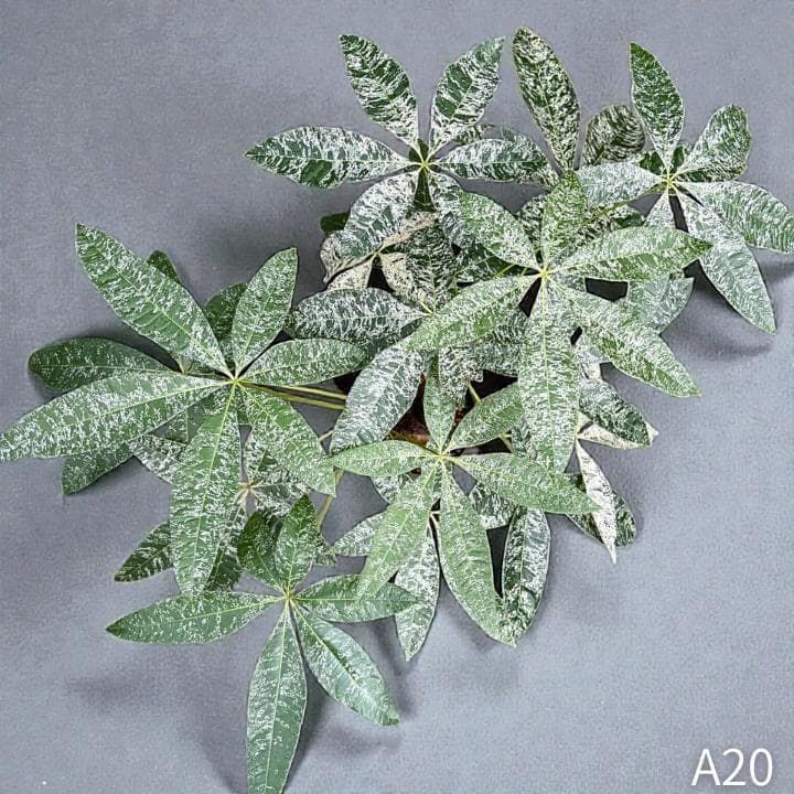 パキラ・ミルキーウェイ｜3箇所接木｜A20｜高さ約70cm - メルカリ