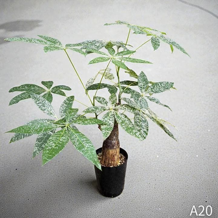 パキラ・ミルキーウェイ｜3箇所接木｜A20｜高さ約70cm - メルカリ